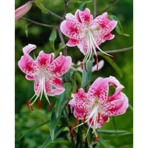 Speciosum Rubrum 